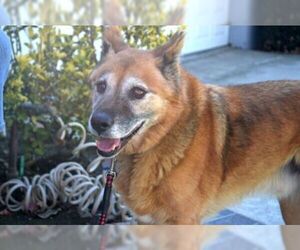 Medium Photo #4 German Shepherd Dog Puppy For Sale in Irvine, CA, USA