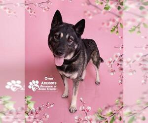 German Shepherd Dog-Unknown Mix Dogs for adoption in Riverside, CA, USA