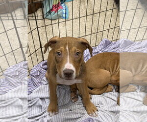 Mutt Dogs for adoption in Jackson Township, NJ, USA