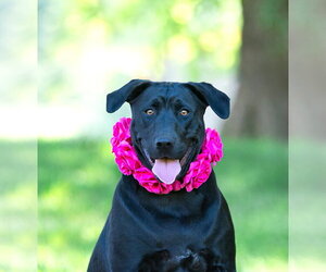 Labrador Retriever-Unknown Mix Dogs for adoption in Unionville, PA, USA