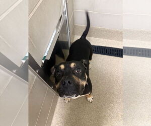 American Pit Bull Terrier-Unknown Mix Dogs for adoption in Virginia Beach, VA, USA