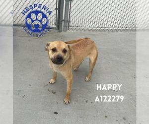Mutt Dogs for adoption in HESPERIA, CA, USA