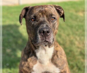 American Pit Bull Terrier-Unknown Mix Dogs for adoption in Tulsa, OK, USA