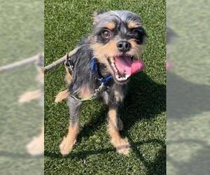 Mutt Dogs for adoption in Ventura, CA, USA