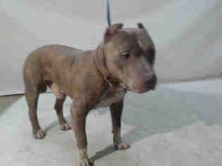 Medium Photo #1 American Pit Bull Terrier Puppy For Sale in Orlando, FL, USA