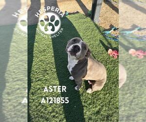 Mutt Dogs for adoption in HESPERIA, CA, USA