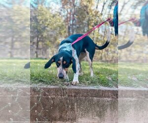 Bluetick Coonhound Dogs for adoption in Russellville, KY, USA