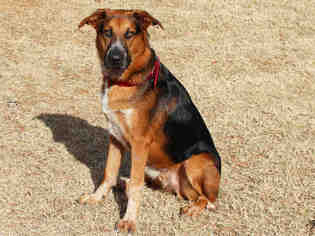 Shepradors Dogs for adoption in Edmond, OK, USA