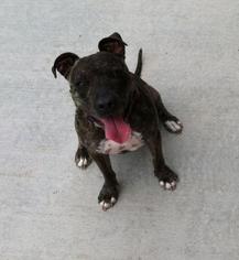 Pug Dogs for adoption in Tempe, AZ, USA