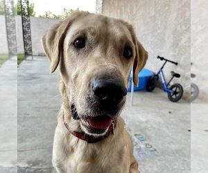 Labrador Retriever Dogs for adoption in San Juan Capistrano, CA, USA