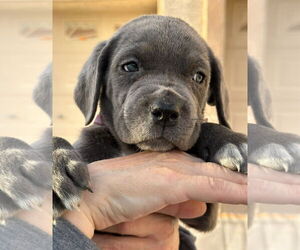 Mutt Dogs for adoption in Goodyear, AZ, USA