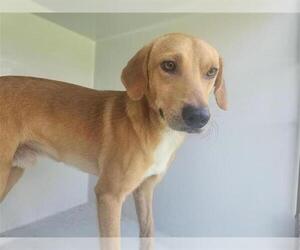 Beagle-Unknown Mix Dogs for adoption in Houston, TX, USA