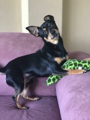 Chihuahua Dogs for adoption in Key Largo, FL, USA