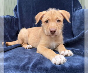 Labrador Retriever Dogs for adoption in Menifee, CA, USA