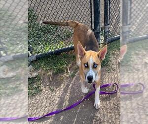 Mutt Dogs for adoption in San Antonio, TX, USA