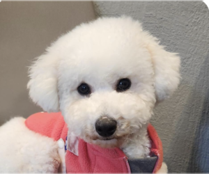 Poodle (Miniature) Dogs for adoption in San Ramon, CA, USA