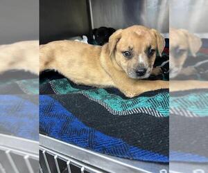 Plott Hound-Unknown Mix Dogs for adoption in Waco, TX, USA