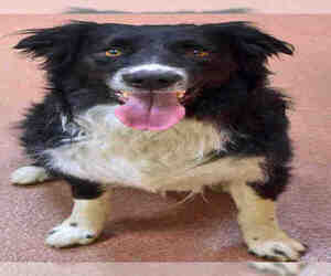 Border-Aussie Dogs for adoption in Ogden, UT, USA