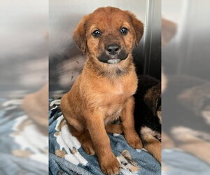 Labrador Retriever-Unknown Mix Dogs for adoption in Fremont, CA, USA