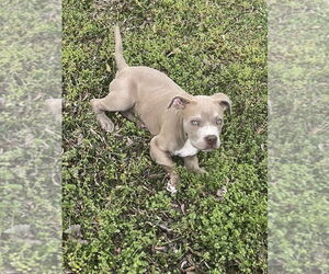 American Staffordshire Terrier-Unknown Mix Dogs for adoption in Raleigh, NC, USA