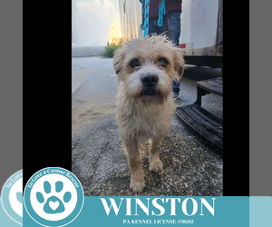 Mutt Dogs for adoption in Kimberton, PA, USA