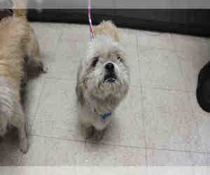 Shih Tzu Dogs for adoption in Redlands, CA, USA