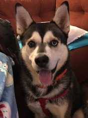 Alaskan Husky-Unknown Mix Dogs for adoption in Knoxville, TN, USA