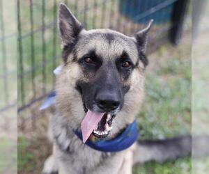 German Shepherd Dog Dogs for adoption in San Antonio, TX, USA