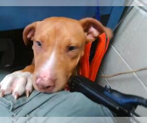 Mutt Dogs for adoption in Tulsa, OK, USA