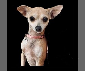 Chihuahua Dogs for adoption in Guthrie, OK, USA