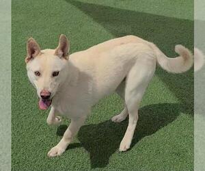 Labrador Retriever-Unknown Mix Dogs for adoption in Rockwall, TX, USA