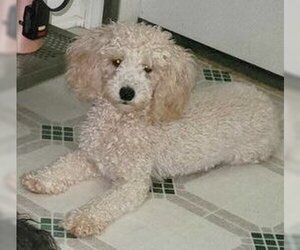 Poodle (Miniature) Dogs for adoption in Spring Lake, NC, USA
