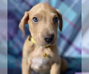 Labrador Retriever-Unknown Mix Dogs for adoption in San Diego, CA, USA