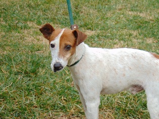 Rat Terrier Dogs for adoption in Charlotte, NC, USA