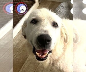 Great Pyrenees Dogs for adoption in Spring, TX, USA