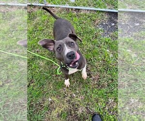 Medium Photo #4 Mutt Puppy For Sale in Abbeville, LA, USA