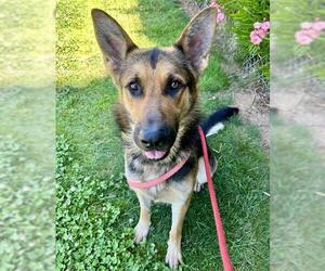 German Shepherd Dog Dogs for adoption in Sacramento, CA, USA