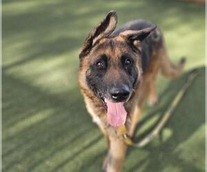 German Shepherd Dog-Unknown Mix Dogs for adoption in Las Vegas, NV, USA