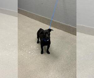 Chihuahua-Unknown Mix Dogs for adoption in Las Vegas, NV, USA