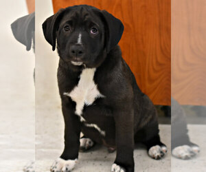 Borador Dogs for adoption in Spring Lake, NJ, USA