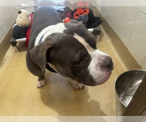 American Pit Bull Terrier Dogs for adoption in Derwood, MD, USA
