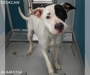 Mutt Dogs for adoption in Oklahoma City, OK, USA