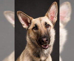 German Shepherd Dog Dogs for adoption in Phoenix, AZ, USA