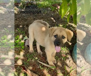 Mutt Dogs for adoption in Virginia Beach, VA, USA