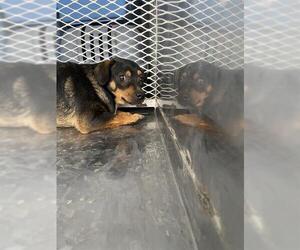 Chihuahua Dogs for adoption in Bakersfield, CA, USA