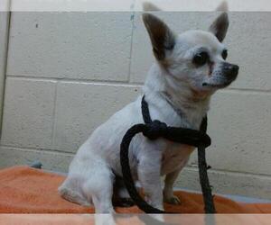 Chihuahua Dogs for adoption in Downey, CA, USA