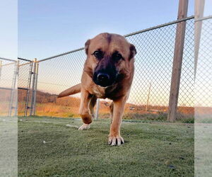 German Shepherd Dog Dogs for adoption in Mt. Airy, MD, USA