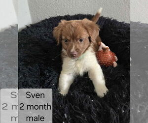 Chihuahua-Unknown Mix Dogs for adoption in Virginia Beach, VA, USA