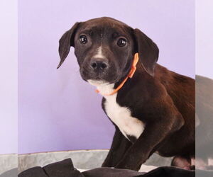 Bullboxer Pit Dogs for adoption in Sheridan, CO, USA