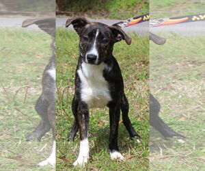 Mutt Dogs for adoption in Prattville, AL, USA
